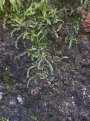 Catagonium nitens nitens