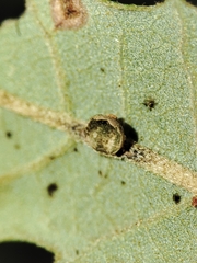 Neuroterus anthracinus