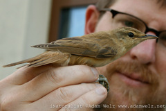 Acrocephalus arundinaceus