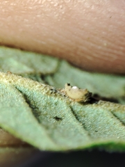 Neuroterus anthracinus