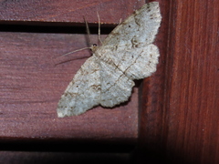 Melanolophia canadaria