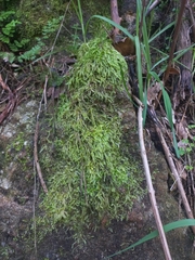 Catagonium nitens nitens