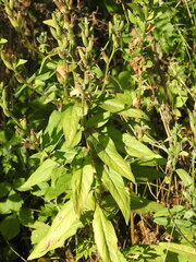 Oenothera