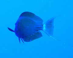 Acanthurus gahhm