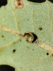 Neuroterus anthracinus