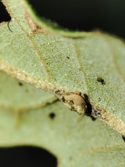 Neuroterus anthracinus