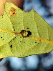 Neuroterus anthracinus