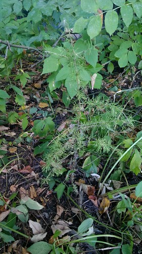 Наблюдение на iNaturalist