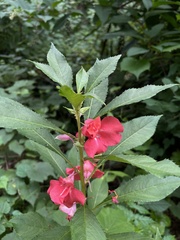 Impatiens balsamina