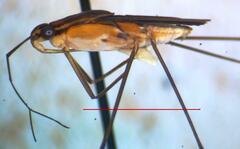 Tachygerris quadrilineatus