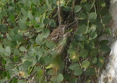 Curruca melanocephala