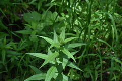 Canadanthus modestus