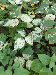 Toxicodendron radicans