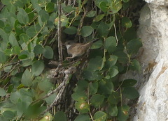 Curruca melanocephala