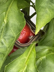 Thamnophis proximus orarius