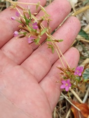Centaurium erythraea