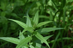 Canadanthus modestus