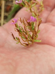 Centaurium erythraea