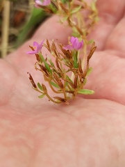 Centaurium erythraea
