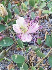 Capparis spinosa