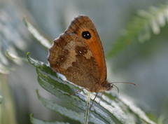Pyronia tithonus
