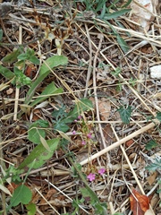 Centaurium erythraea