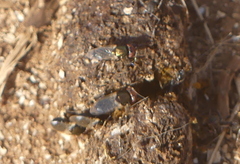 Physiphora alceae