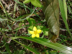 Lysimachia nemorum