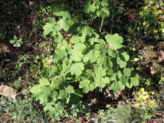 Acer opalus obtusatum