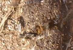 Physiphora alceae
