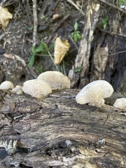 Lentinus tigrinus