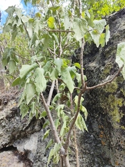 Montanoa tomentosa