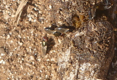 Physiphora alceae