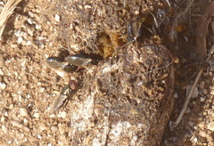 Physiphora alceae