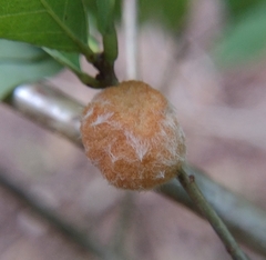 Druon quercusflocci