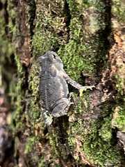 Anaxyrus fowleri
