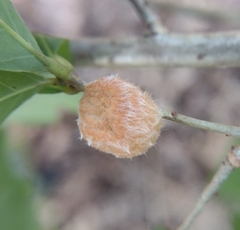 Druon quercusflocci