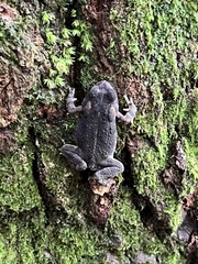 Anaxyrus fowleri