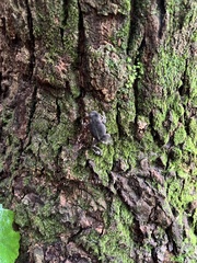 Anaxyrus fowleri