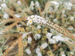 Heliotropium hirsutissimum