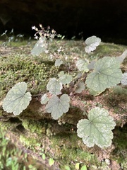 Heuchera missouriensis