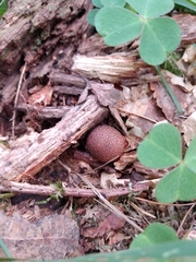 Scleroderma verrucosum