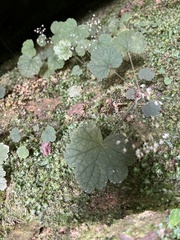 Heuchera missouriensis