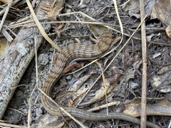 Elgaria multicarinata multicarinata