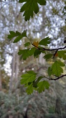 Crataegus laevigata