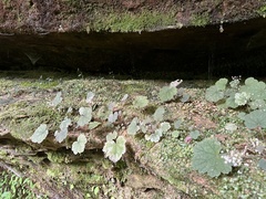 Heuchera missouriensis