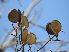 Aspidosperma triternatum