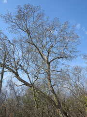 Aspidosperma triternatum