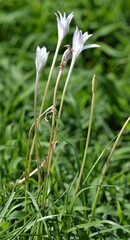 Zephyranthes chlorosolen