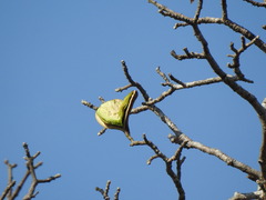 Aspidosperma triternatum